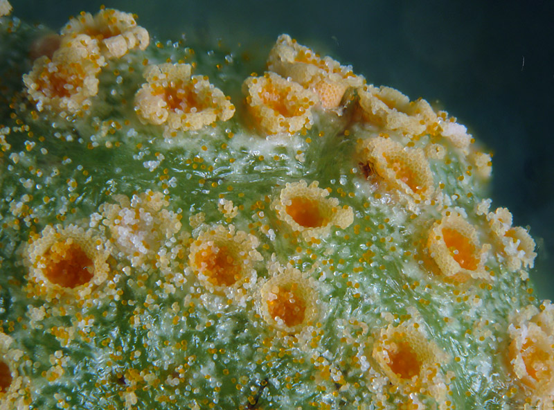 Puccinia 2 su Clematis vitalba